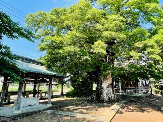 白鬚神社の参拝記録(shikigami_hさん)