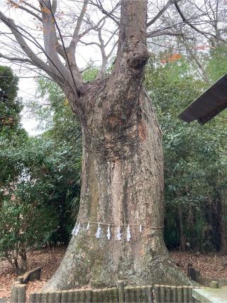 神明社の参拝記録(レモンサワーさん)