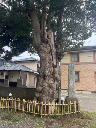 子安神社の参拝記録(⛩️🐍🐢まめ🐢🐍⛩️さん)