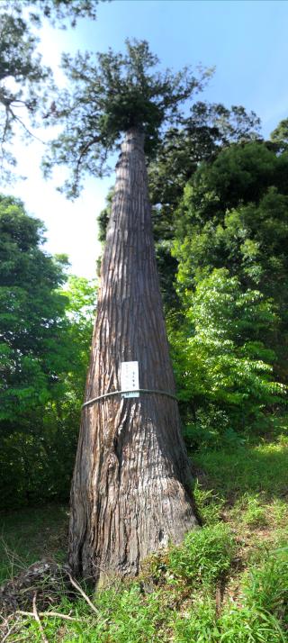 三社神社の参拝記録(よしゆきさん)