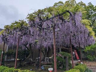 大宮神社の参拝記録(おがおが1262さん)