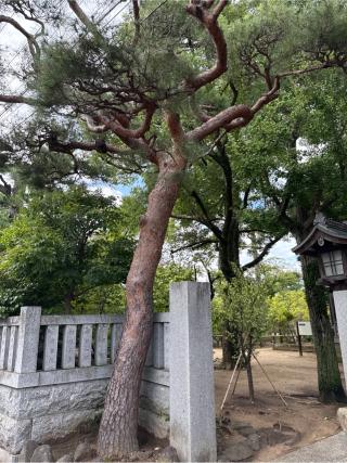 白幡天神社の参拝記録(⛩️🎠🐢まめ🐢🎠⛩️さん)
