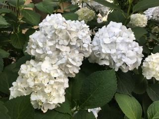 八幡神社の参拝記録(明介さん)