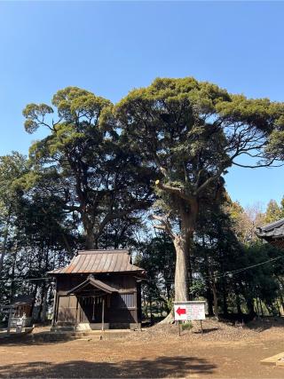 花野井香取神社の参拝記録(ねこチャリさん)