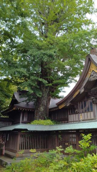麻賀多神社の参拝記録(Daisy ♂さん)