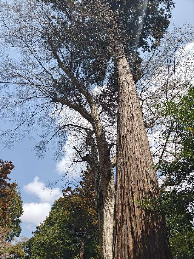 阿夫利神社の参拝記録4