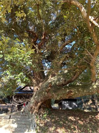 面足神社の参拝記録(ねこチャリさん)