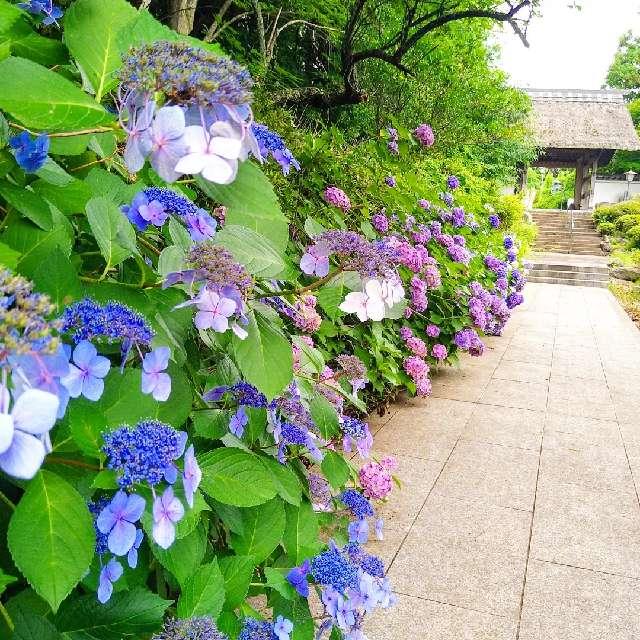 大聖寺(土浦大師)の参拝記録10