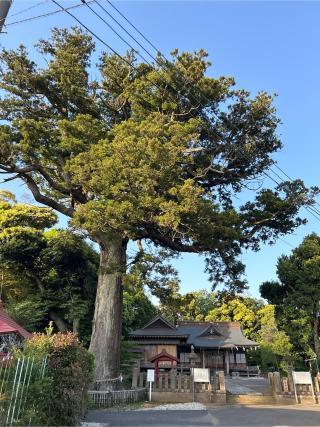 熊野神社の参拝記録(ねこチャリさん)