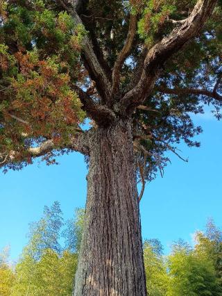 熊野神社の参拝記録(ジョージ。さん)