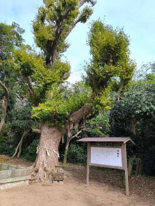 鎌数伊勢大神宮の参拝記録(シュウさん)