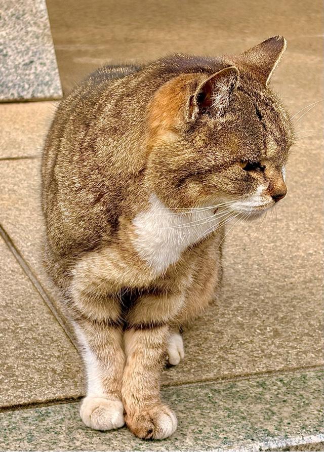 白金氷川神社の参拝記録8