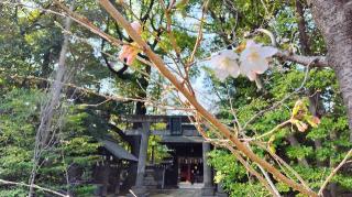 赤坂氷川神社の参拝記録(オトギリルさん)