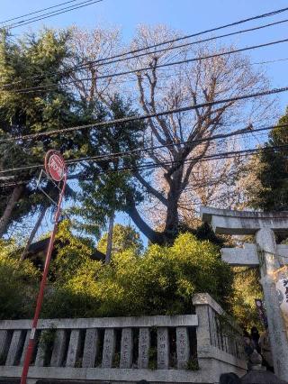 幡ヶ谷氷川神社の参拝記録(はくすみさん)