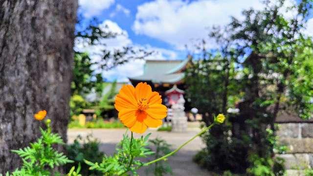 八幡神社（鷺宮八幡神社）の参拝記録4