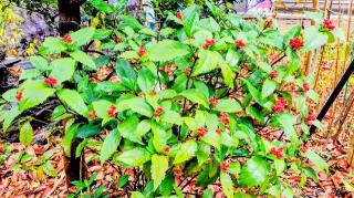 八幡神社（鷺宮八幡神社）の参拝記録(オトギリルさん)
