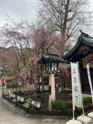 大宮八幡宮の参拝記録(⛩️🐍🐢まめ🐢🐍⛩️さん)