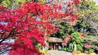 阿佐ヶ谷神明宮の参拝記録(オトギリルさん)