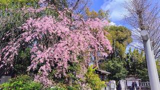 阿佐ヶ谷神明宮の参拝記録(オトギリルさん)