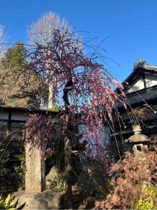 八雲氷川神社の参拝記録(たかしさん)