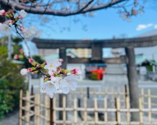 子安八幡神社の参拝記録(ハコさん)
