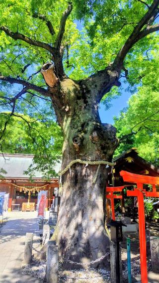 新田神社の参拝記録(オトギリルさん)