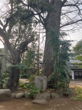 奥澤神社の参拝記録(⛩️🐍🐢まめ🐢🐍⛩️さん)