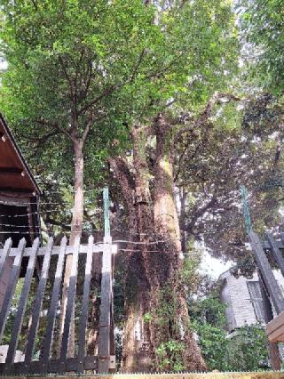 八幡神社（太子堂八幡神社）の参拝記録(まーさんさん)