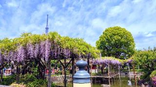 亀戸天神社の参拝記録(オトギリルさん)