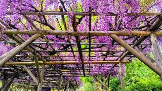 亀戸天神社の参拝記録(オトギリルさん)