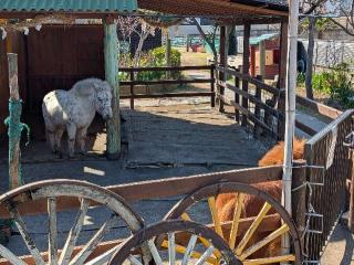 五方山 熊野神社（立石熊野神社）の参拝記録(おがおが1262さん)