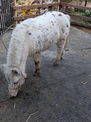 五方山 熊野神社（立石熊野神社）の参拝記録(まーさんさん)