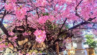 下落合氷川神社の参拝記録(オトギリルさん)