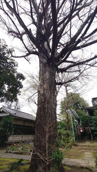 長崎神社の参拝記録(日刀口さん)