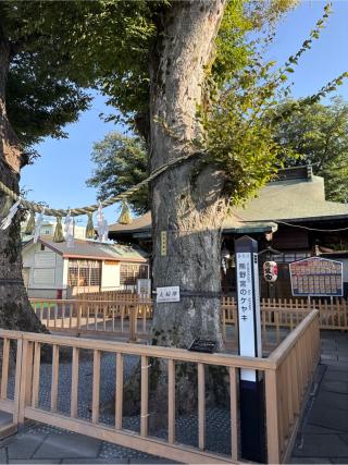 一本榎熊野宮の参拝記録(⛩️🐍🐢まめ🐢🐍⛩️さん)