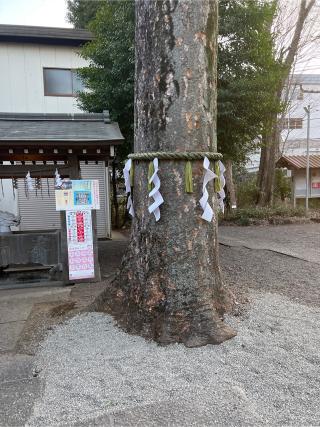 青渭神社の参拝記録(⛩️🎠🐢まめ🐢🎠⛩️さん)