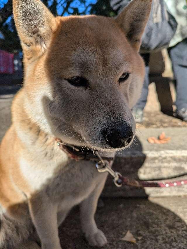 笠䅣稲荷神社の参拝記録3