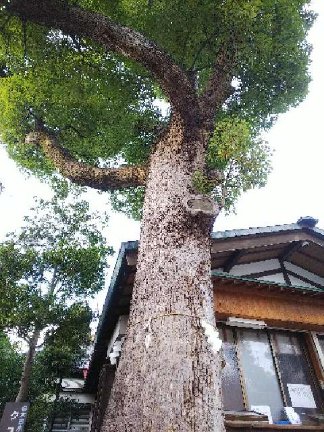 神奈川県横浜市南区山王町5ｰ32 日枝神社（お三の宮）の写真31