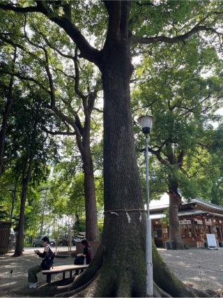 杉山神社（星川杉山神社）の参拝記録(yagiさん)