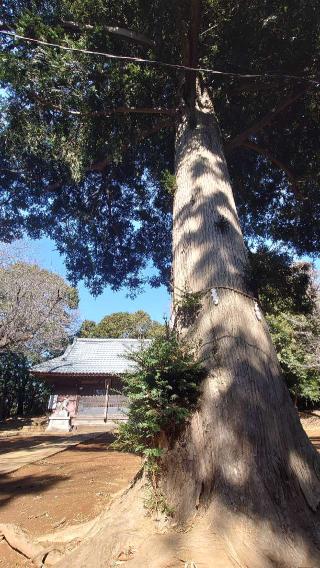新吉田 杉山神社の参拝記録(猫狂さん)