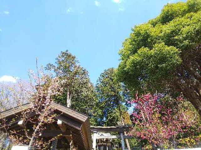 神奈川県横浜市緑区西八朔町208 杉山神社(武蔵國六之宮)の写真74