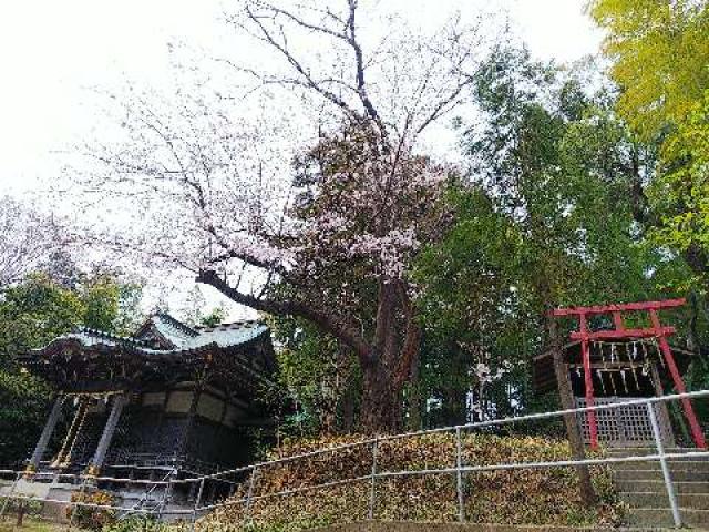 神奈川県横浜市緑区西八朔町208 杉山神社(武蔵國六之宮)の写真77