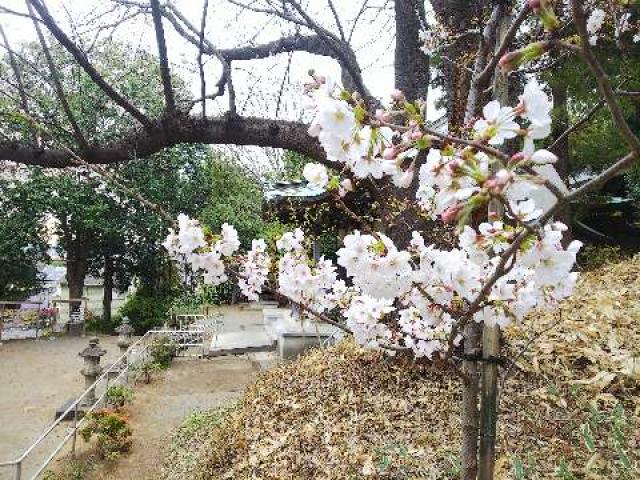 神奈川県横浜市緑区西八朔町208 杉山神社(武蔵國六之宮)の写真78