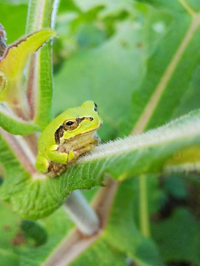 神奈川県横浜市緑区北八朔町1266十二神社 北八朔八幡宮の写真17