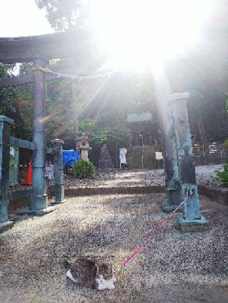 北八朔八幡宮の参拝記録(またたびさん)