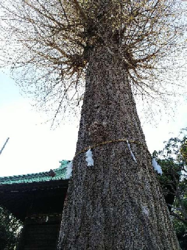 神奈川県横浜市緑区台村町563 八幡神社の写真20