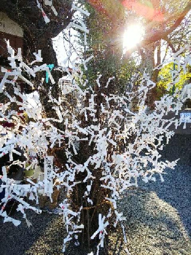 神奈川県横浜市青葉区千草台17ｰ2 千草台 杉山神社の写真26