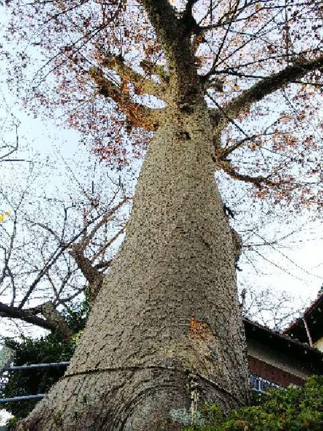 神奈川県横浜市青葉区千草台17ｰ2 千草台 杉山神社の写真39