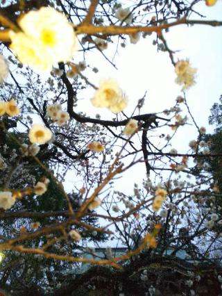 千草台 杉山神社の参拝記録(またたびさん)