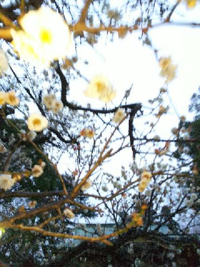 神奈川県横浜市青葉区千草台17ｰ2 千草台 杉山神社の写真56